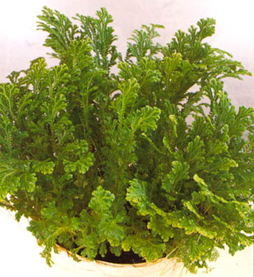 سلاژینلا مارتنسی